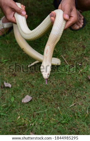 Siamese cobra, Monocled cobra,Cobra cub is found in southern Thailand.
