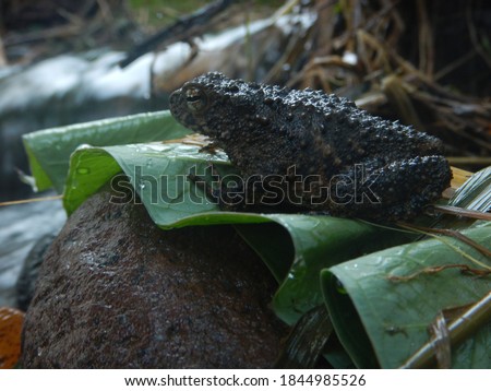 River bangkong is the name of a type of frog from the Bufonidae family. The scientific name is Bufo asper Gravenhorst, 1829. This frog is also known by other names: river-humped frog, large puru frog,