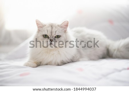 Cute persian cat lying on the bed under sunlight Royalty-Free Stock Photo #1844994037