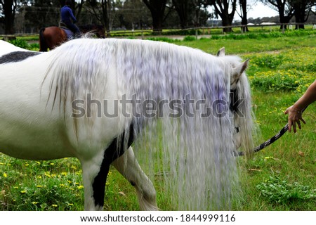 Side on shot of a gypsy Cob or Vanner horse, displaying her wonderful long silky mane.
Gypsy mare in foal walking on grass.