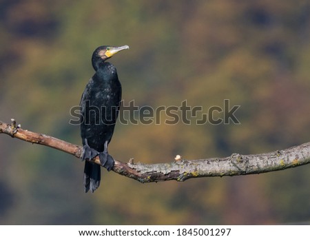 Great Cormorant Phalacrocorax carbo  Sitting on the Branch, Black Bird