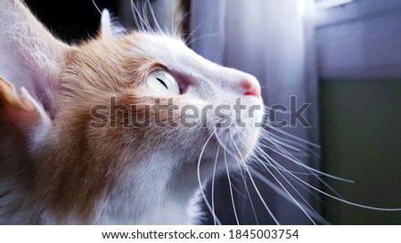 Van Turkish Cat looking through the window