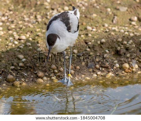 Avocet standing on the shoreline looking for food.