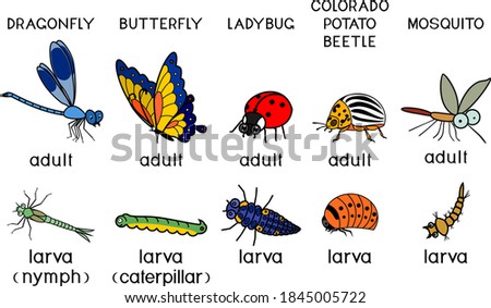 Set of cartoon insects (adult and larva): mosquito, butterfly, dragonfly, colorado potato beetle and ladybug isolated on white background
