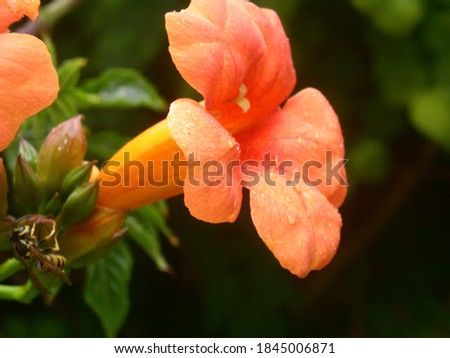 nature flower butterfly animal plant