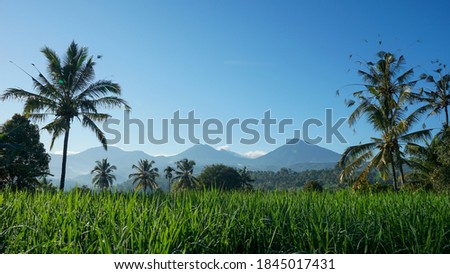 Landscape of green rice in the mountains in the morning Royalty-Free Stock Photo #1845017431