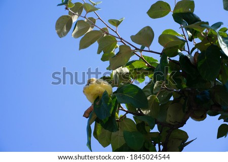 Quince hanging on a tree among green leaves against a blue sky