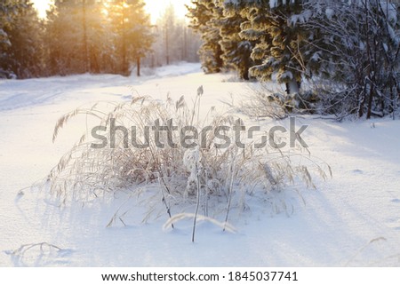 A frost-covered bush against the background of a snow-covered coniferous forest on a sunny chilly day. Close-up, contour light. Morning. Beautiful winter picture.
