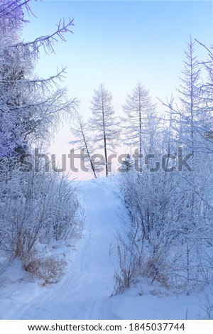 Winter landscape in the snow-covered tundra. In the foreground, you can see the road leading up the hill. Three larch trees are visible on the mountainside. Beautiful seasonal picture.