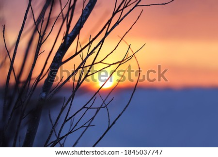 Sunset in the winter tundra through the willow branches. In the background, the sun sets below the horizon. Close up, shallow depth of field, low key. Background. Winter atmospheric picture.
