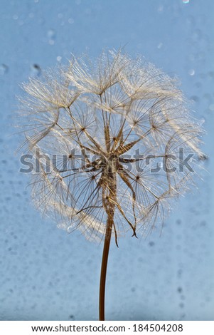 spring background with dandelions with light bokeh