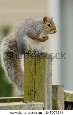 A grey squirrel sitting on a fence post