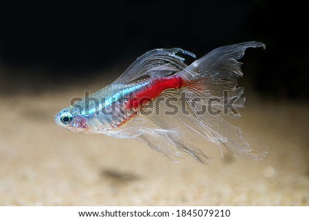 Long fin Neon Tetra (Paracheirodon innesi var.) ornamental fish created by human selection breeding Royalty-Free Stock Photo #1845079210