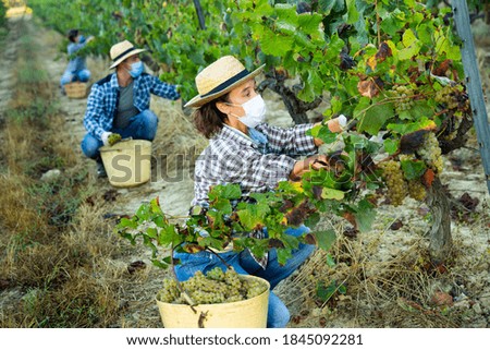 Focused woman in medical face mask working at vineyard, harvesting ripe grapes on autumn day. Forced precautions during coronavirus pandemic