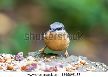Busy Nuthatch Selecting Food to Store for the Winter