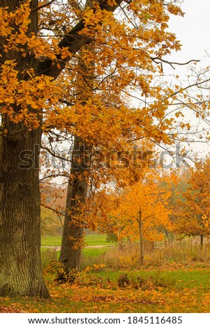 Autumn trees in November with maple yellow leaves. Autumn forest and trees with yellow foliage. Autumn landscape