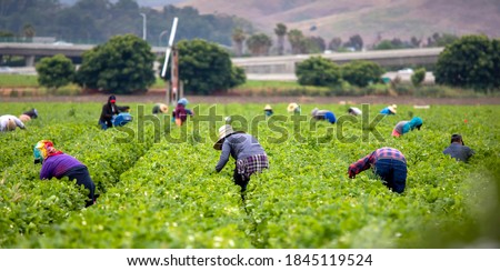 Migrant Workers picking strawberries in a Field  Royalty-Free Stock Photo #1845119524