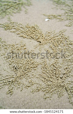 Crab Hole Homes surrounded by small Balls out of Sand at a Beach in Malaysia.