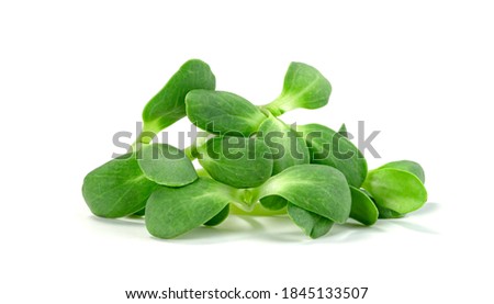 fresh Sunflower Sprout isolated on white background ,Green leaves pattern ,Salad ingredient