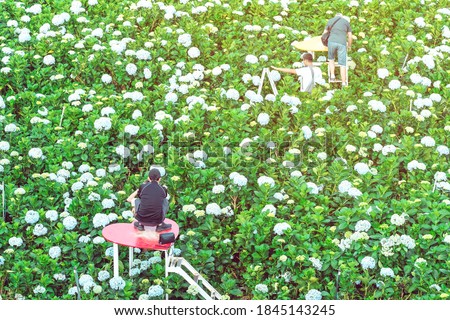 The couple happily take pictures and take a selfie among the many hydrangea flowers at the Garden Hydrangeas in Da Lat, Vietnam.