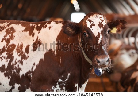 Portrait of healthy spotted cow looking at camera while standing in animal pen at organic dairy farm, copy space