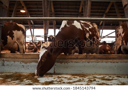 Full length portrait of beautiful healthy cow eating hay while standing in animal pen at dairy farm, copy space