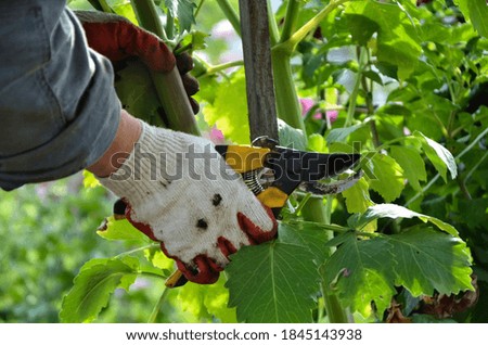 The gardener cuts the old branches of plants with a pruner.  Yellow secateurs.  Garden tools.  Dahlia branches.