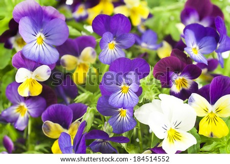 Studio Shot of Multicolored Pansy Flowers Background. Large Depth of Field (DOF). Macro. Symbol of Fun and Reminiscence.