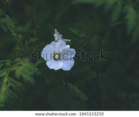 Flowers images in the morning with grass background