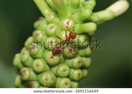 Close up red ant on beach mulberry in nature at thailand