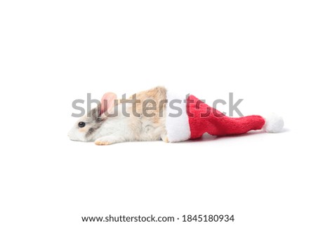 Adorable fluffy rabbit with rad Santa hat on white background, cute bunny pet animal and Christmas celebration concept.