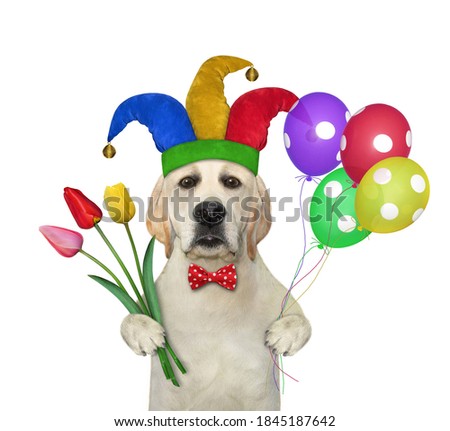 A dog in a jester hat and a red bow tie is holding a bouquet of tulips and colored balloons. White background. Isolated.