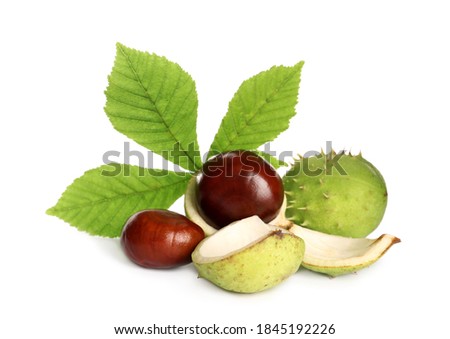 Horse chestnuts and tree leaf on white background Royalty-Free Stock Photo #1845192226
