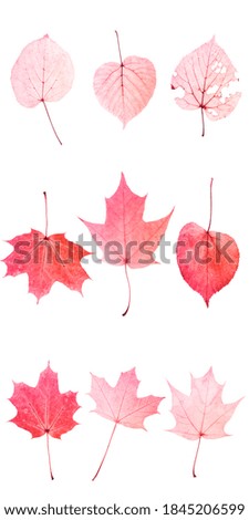 nine red leaves isolated on white background. objects for design