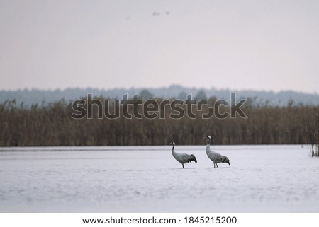 Common cranes on their night place. Cranes have stayed on the bank of the lake. Poland wildlife nature. Calm morning on the lake with cranes. 