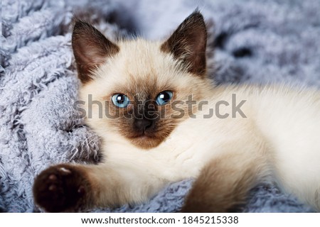 Siamese cat with blue eyes, kitten on sofa   Royalty-Free Stock Photo #1845215338
