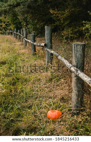 red pumpkin at green field