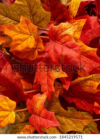 red autumn leaves close up
