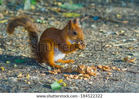 red squirrel gnaw a nut