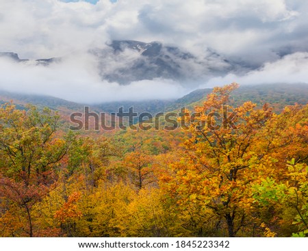mountain valley with red forest in a dense clouds, travel background
