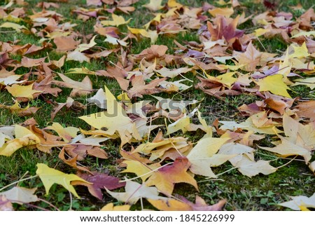 Dropped foliage From the tress on the Grass