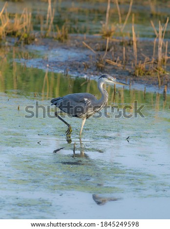 beautiful gray heron in a pond