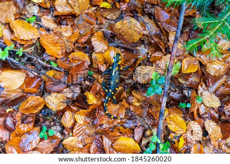 Fire salamander crawling on yellow foliage. Black lizard with orange spots. Top.