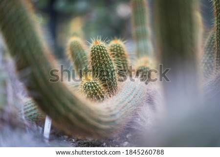 Close up picture of a cactus.