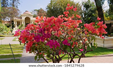 Beautiful pink blooming flowers of a bush in the Garden of Dreams (also Garden of Six Seasons) in Kathmandu, the capital of Nepal. Focus on flowers.