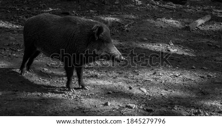 Profile black and white picture of a wild boar caught in the forest