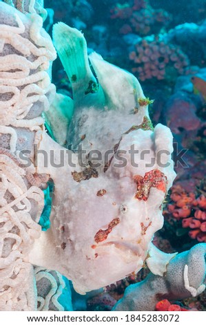 Commerson's frogfish or giant frogfish (Antennarius commerson) Moalboal, Philippines