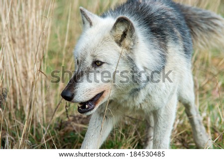 Grey Wolf stalking through long yellow grass/Grey Wolf/Grey Wolf