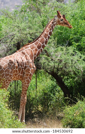 Giraffe in the wild. Africa, Kenya