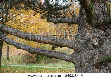 Photo of tree branches as a background, eg Under the graphic 
insert animals